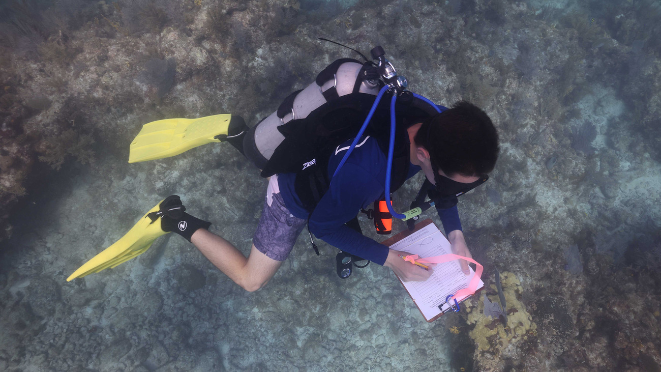 Coral Restoration